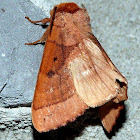 Spotted Datana Moth