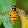 Black-Banded Hoverfly