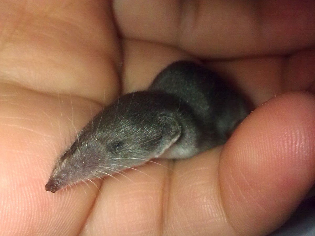 Lesser White-toothed Shrew