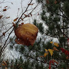 Big leaf tree