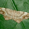 Esther moth