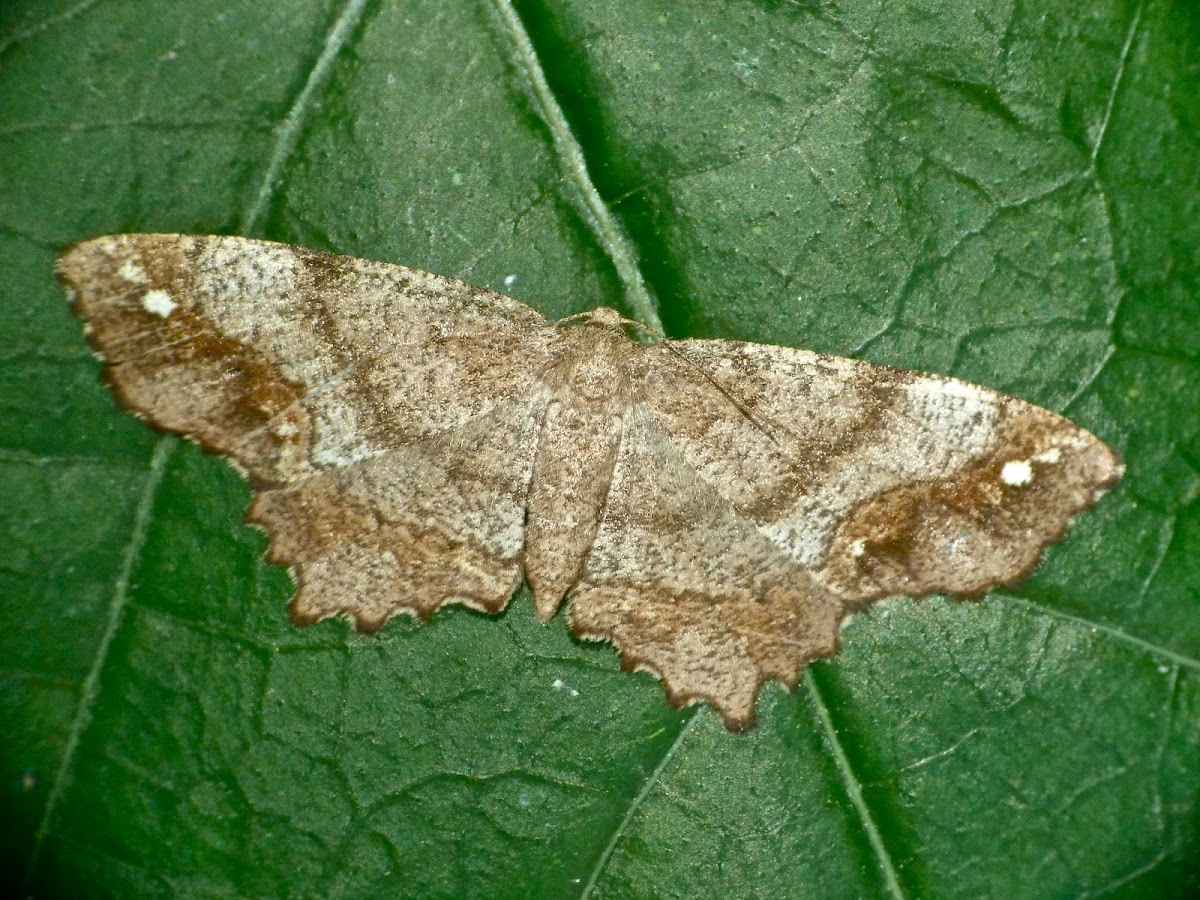 Esther moth
