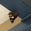 Yellow Admiral