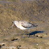 Black-tailed Godwit; Aguja Colinegro