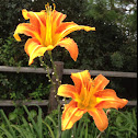 Orange Lily, Fire Lily, Tiger Lily