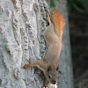 American red squirrel 