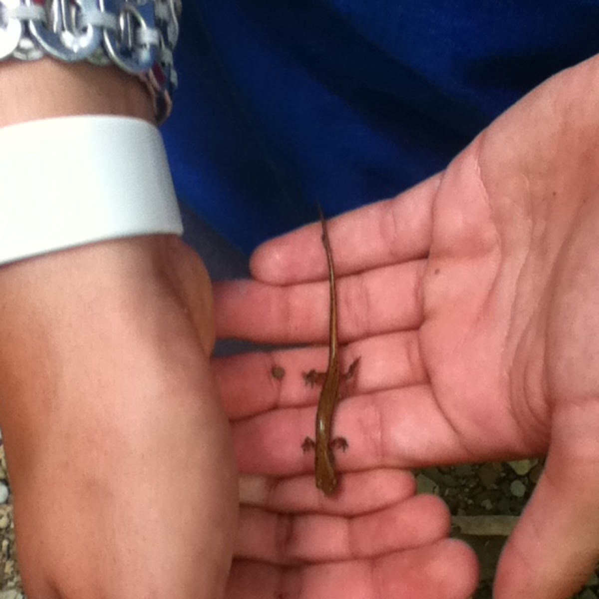 longtail salamander