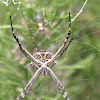 Writing Spider and friend