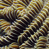 Maze Coral