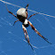 Golden Orb Weaving Spider