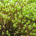 Common bladder moss, pear moss