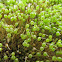 Common bladder moss, pear moss