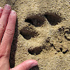 mountain lion tracks (and droppings?)