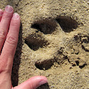 mountain lion tracks (and droppings?)