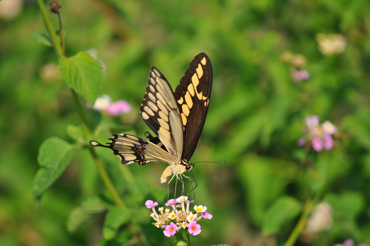 Eastern Giant Swallowtail