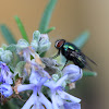 Common Green Bottle Fly