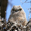 Great Horned Owl (nestling)