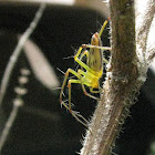green lynx spider