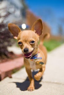 How to mod Chihuahua Wallpapers HD 1.0 mod apk for pc