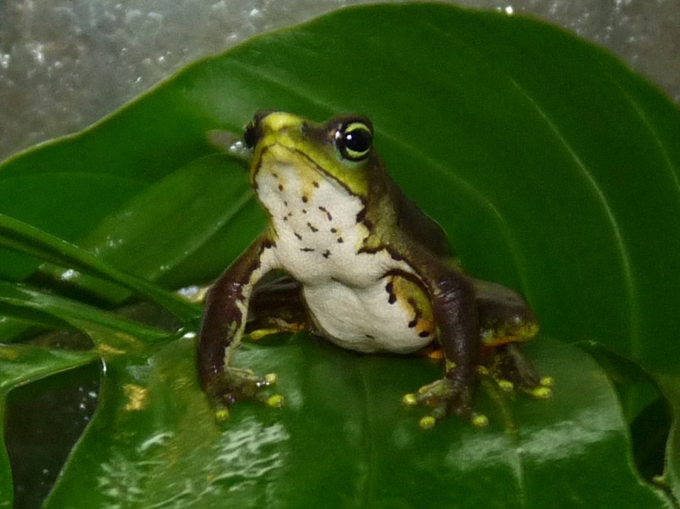 Harlequin frog
