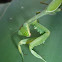 Giant African mantis