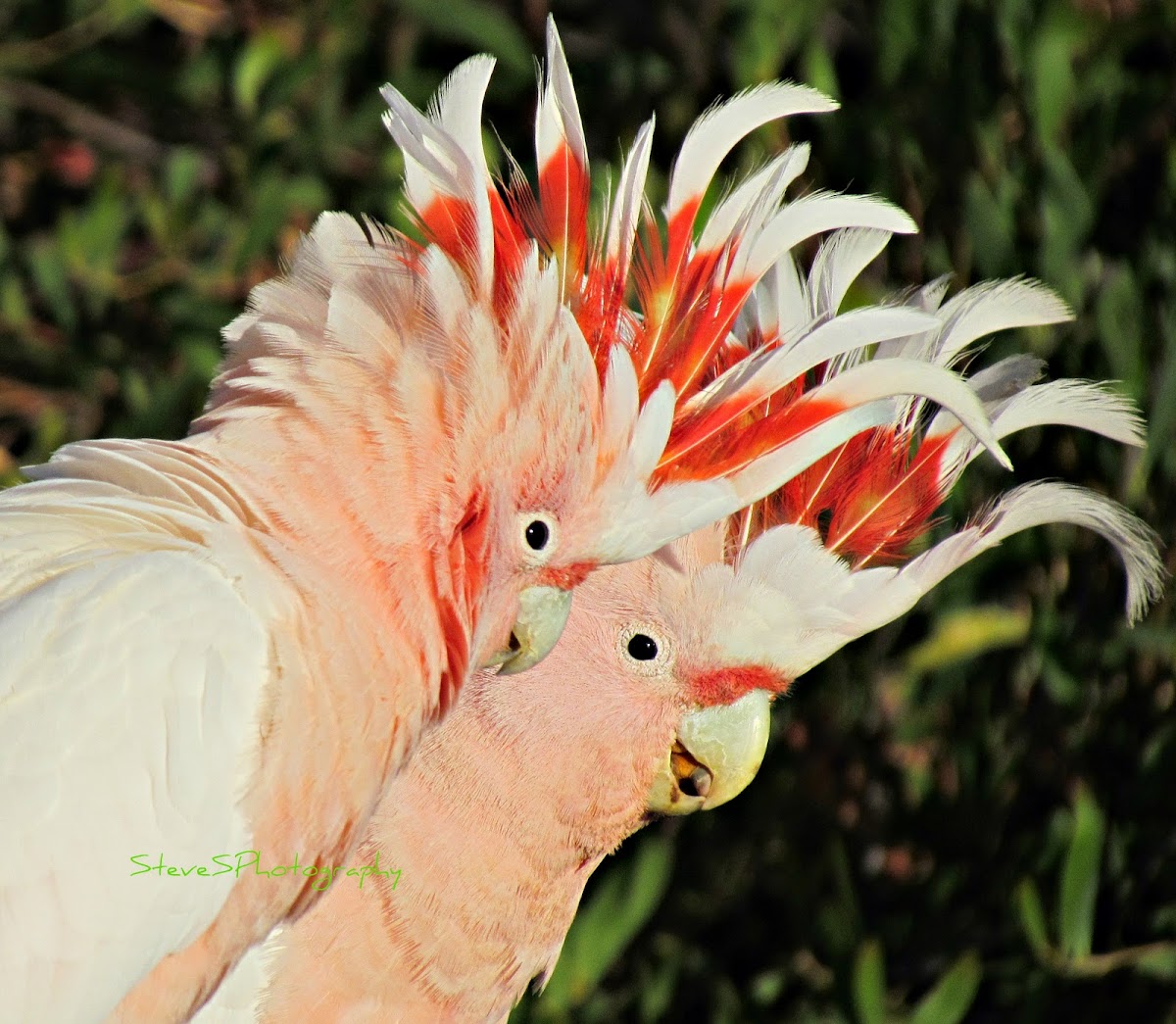 Major Mitchell's Cockatoo