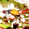 Nectar scarab
