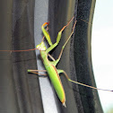 European Mantis