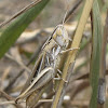 Velvet-striped Grasshopper