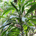 Palm Lily