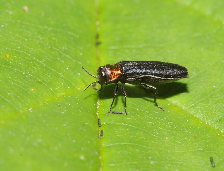 Red-necked cane borer