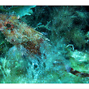 Small red scorpionfish, Σκορπιός