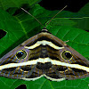 White Banded Noctuid Moth