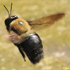 Common Eastern carpenter bee, male