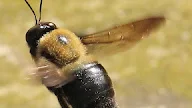 Eastern Carpenter Bee : Eastern Carpenter Bee Missouri Department Of Conservation, Eastern carpenter bees are easily distinguished from common honey bees, but they're often confused with bumble bees.
