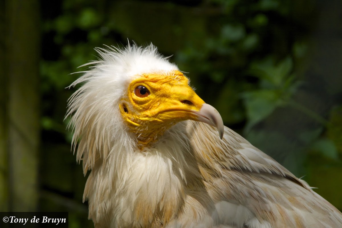 Egyptian Vulture