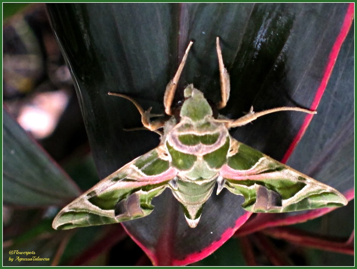Oleander Hawk Moth (Female)