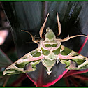 Oleander Hawk Moth (Female)