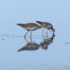 Greater Yellowlegs and Lesser Yellow Legs