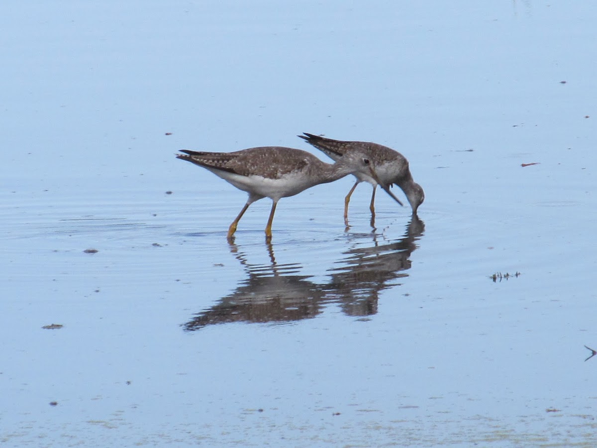 Greater Yellowlegs and Lesser Yellow Legs