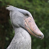 Shoebill Stork