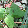 Field cricket