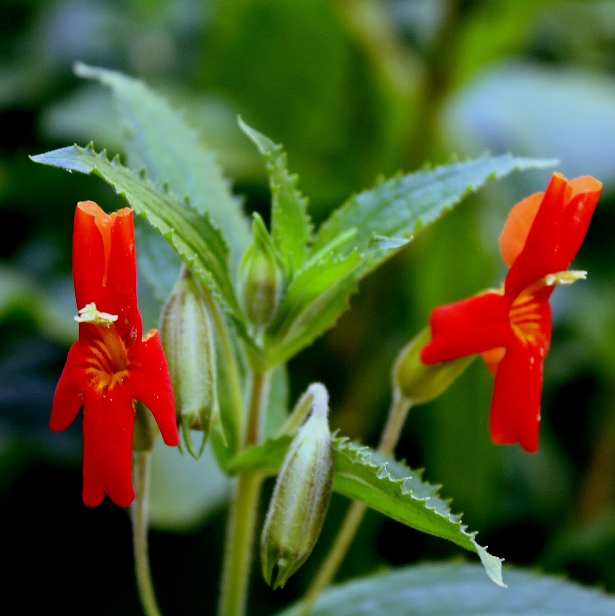 Honeysuckle