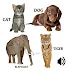 Animal sounds5.5