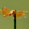 Ditch Jewel or Common Amberwing