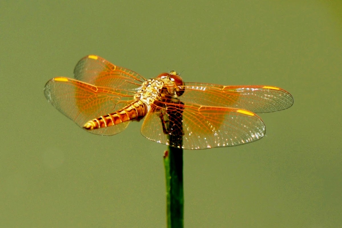 Ditch Jewel or Common Amberwing