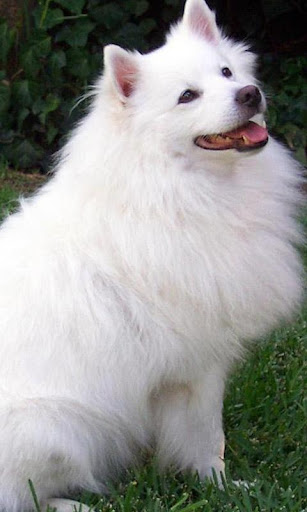 American Eskimo Dog