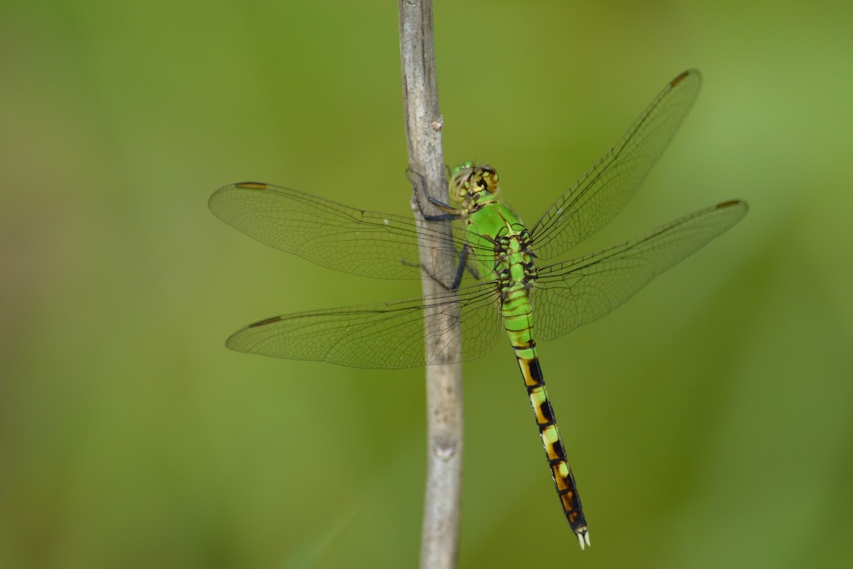 Eastern Pondhawk