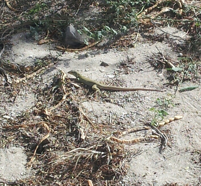 Cope's ameiva