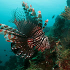 Red Lion Fish